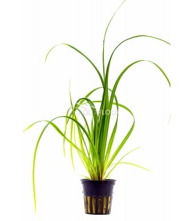 Cyperus helferi - PE