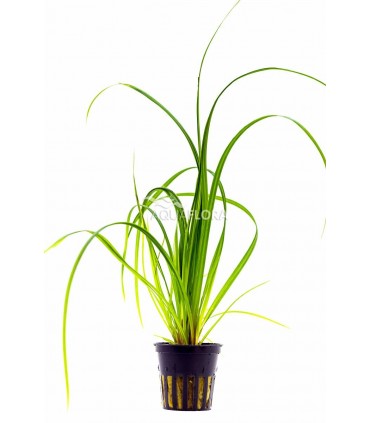 Cyperus helferi - PE