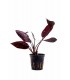 Echinodorus 'Aflame'