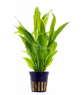 Echinodorus grisebachii 'Bleherae' - PE