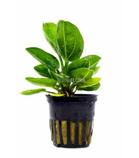 Echinodorus horizontalis