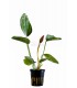 Echinodorus 'Indian Red' - PE