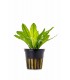 Echinodorus major - PE