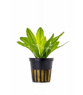 Echinodorus major - PE