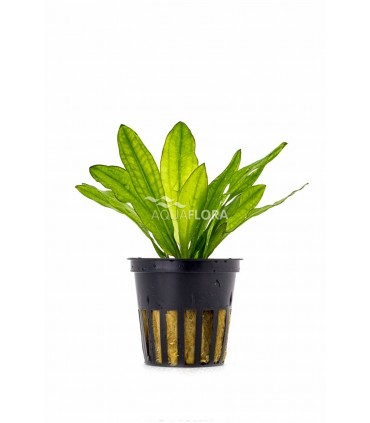 Echinodorus major - PE