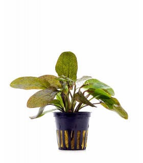 Echinodorus 'Ozelot' - PE