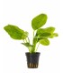 Echinodorus 'Ozelot Green' - PE