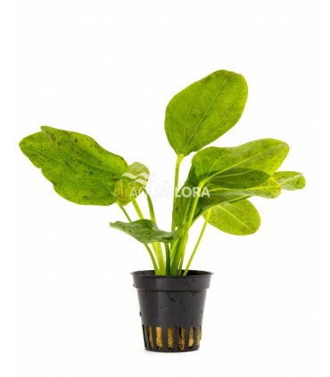 Echinodorus 'Ozelot Green' - PE