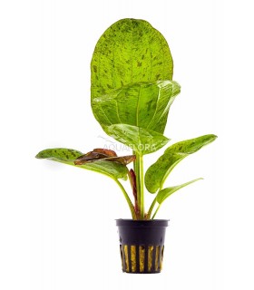 Echinodorus 'Paul Kloecker' - PE