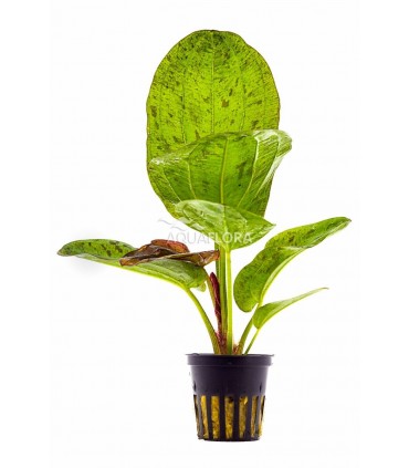 Echinodorus 'Paul Kloecker' - PE