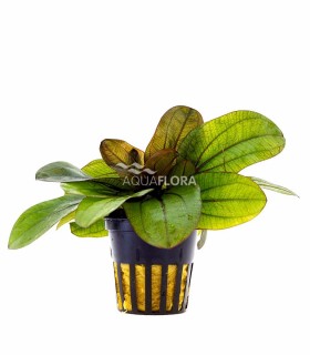 Echinodorus 'Reni' - PE