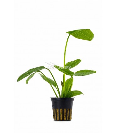 Echinodorus schlueterii 'Leopard' - PE