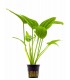 Echinodorus sp. 'Radicans' - PE