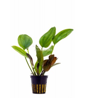 Echinodorus x barthii - PE