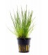 Eleocharis acicularis - PE