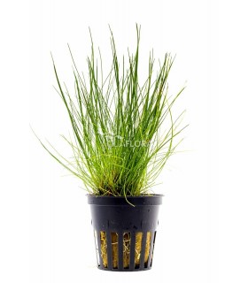 Eleocharis acicularis - PE