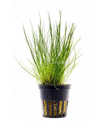 Eleocharis acicularis - PE