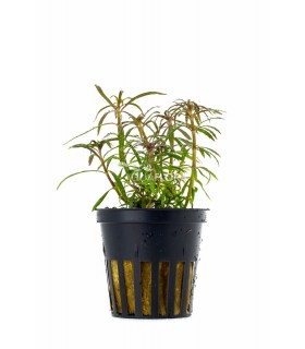 Eusteralis stellata - PE