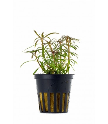 Eusteralis stellata - PE