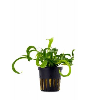 Helanthium bolivianum 'Vesuvius' - PE