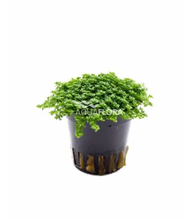 Hemianthus callitrichoides - PE