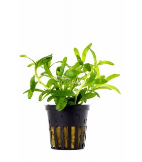 Heteranthera zosterifolia - PE