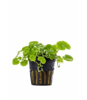 Hydrocotyle leucocephala - PE