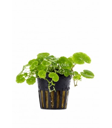 Hydrocotyle leucocephala - PE