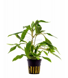 Hygrophila corymbosa 'Angustifolia' - PE