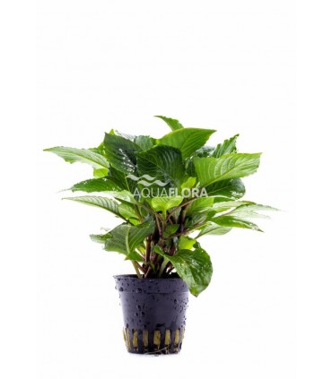 Hygrophila corymbosa 'Parvifolia Green' - PE