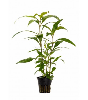 Hygrophila corymbosa 'Siamensis' - PE