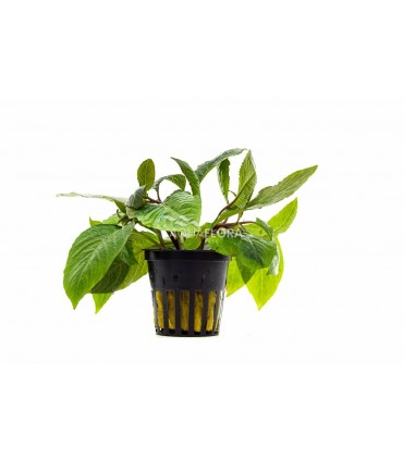 Hygrophila corymbosa 'Stricta' - PE
