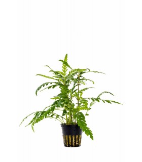 Hygrophila pinnatifida - PE