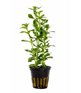 Hygrophila polysperma - PE