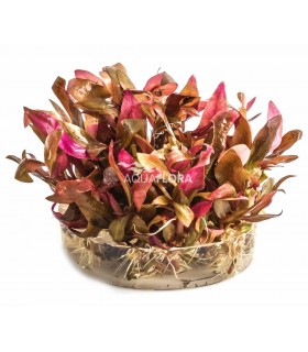 Alternanthera reineckii 'Mini' - In Vitro