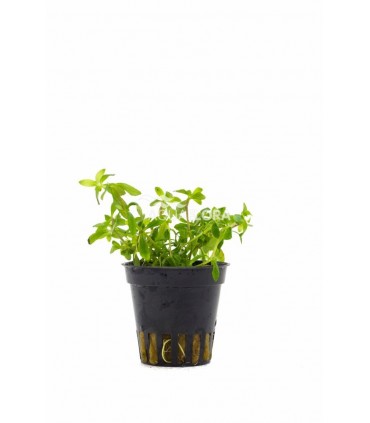 Limnophila sp. 'Vietnam' - PE