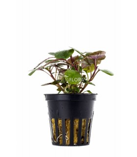 Lobelia cardinalis - PE