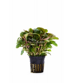 Lobelia cardinalis 'Mini' - PE