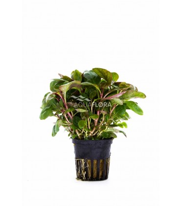 Lobelia cardinalis 'Mini' - PE