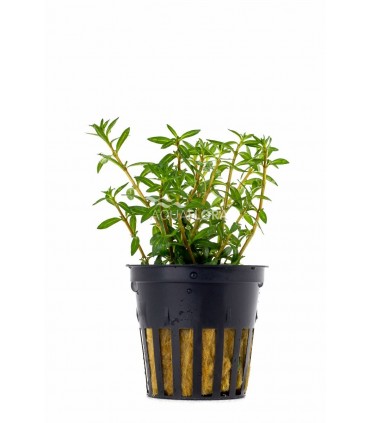 Ludwigia arcuata - PE