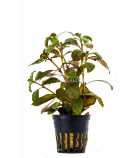 Ludwigia glandulosa - PE