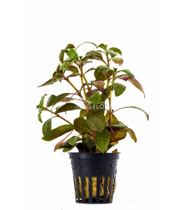 Ludwigia glandulosa - PE