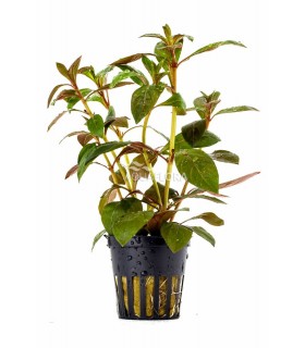 Ludwigia perennis - PE