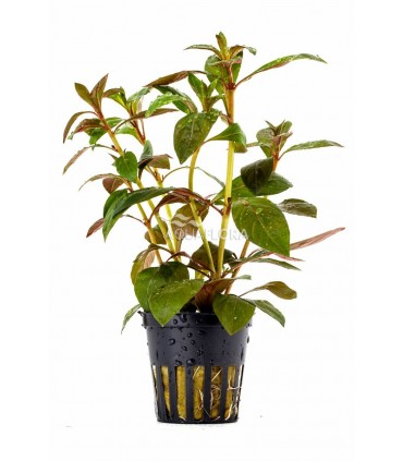 Ludwigia perennis - PE