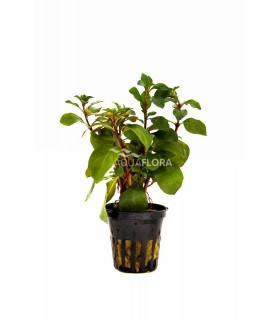 Ludwigia repens 'Mesacana' - PE