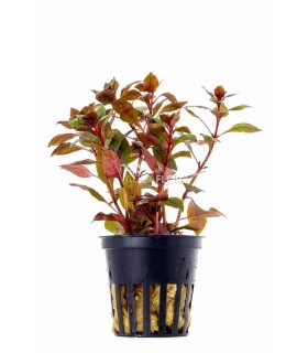Ludwigia sp. 'Mini Super Red' - PE
