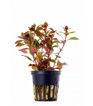 Ludwigia sp. 'Mini Super Red' - PE