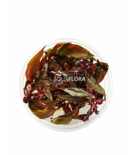 Alternanthera reineckii 'Pink' - In Vitro