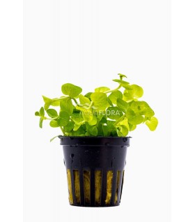 Lysimachia nummularia 'Aurea' - PE