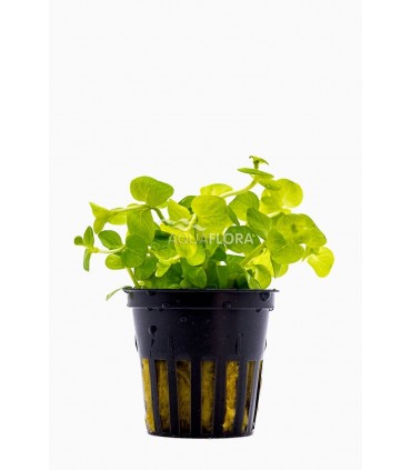 Lysimachia nummularia 'Aurea' - PE